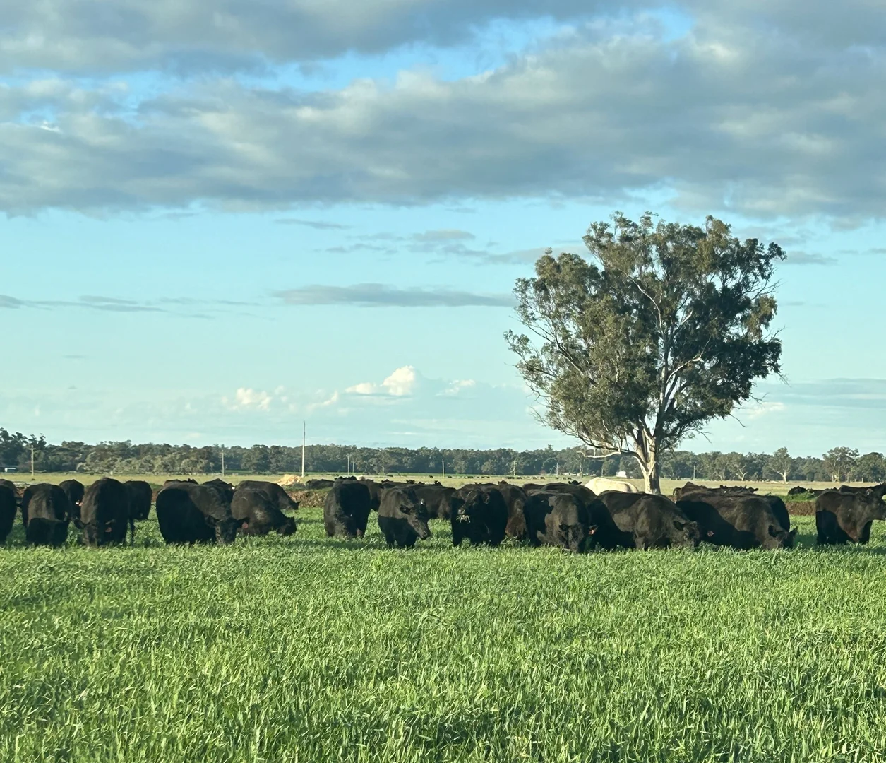 Additional image 10 of 10755 Sturt Highway, Narrandera NSW 2700