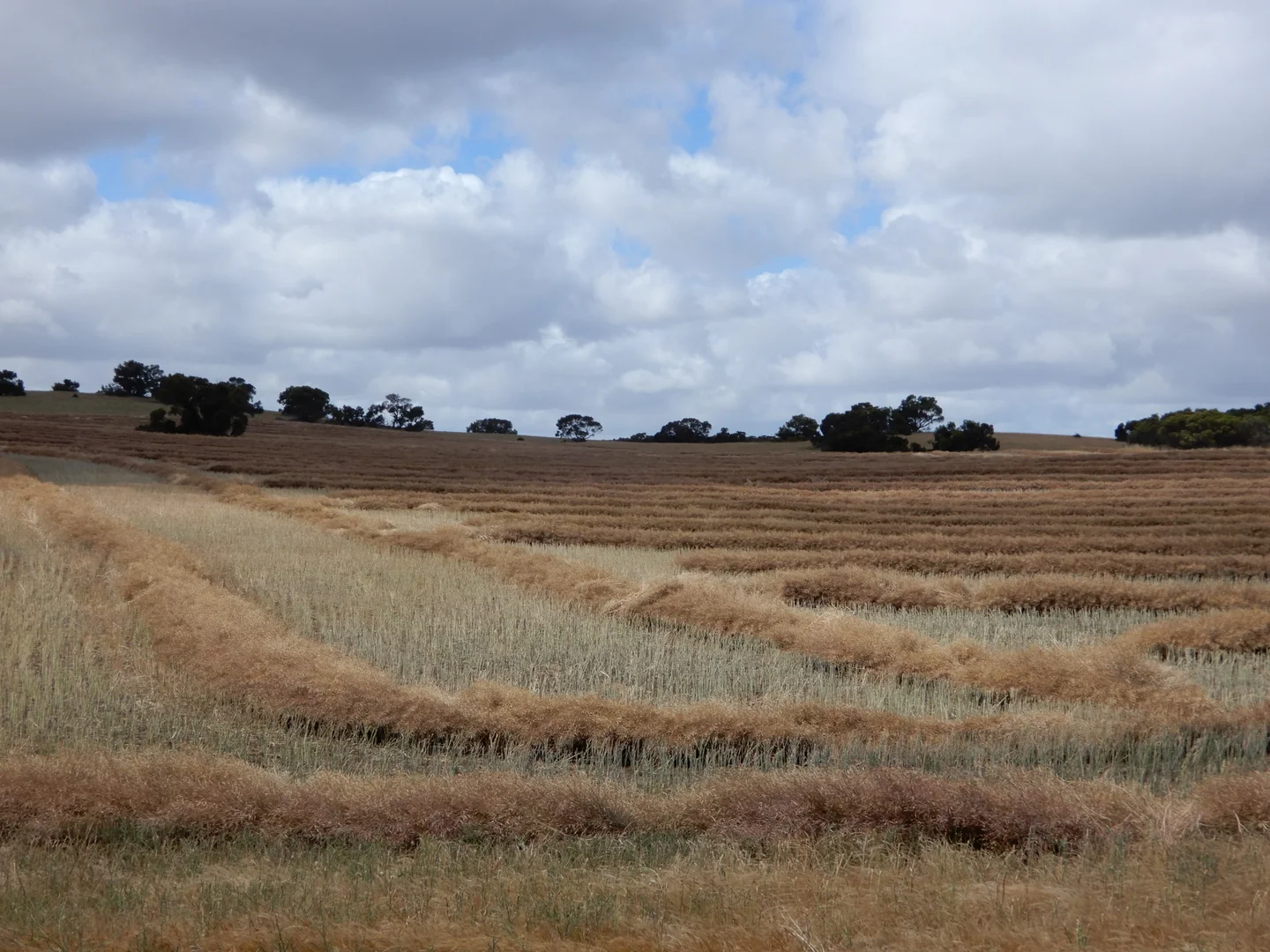 Additional image 11 of 33 Lutze Road, Coonalpyn SA 5265