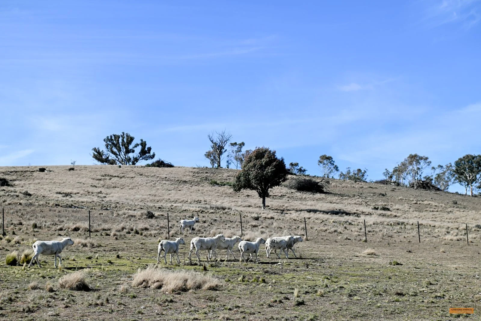 Additional image 21 of "The Top Paddock" Bairds Crossing Road, Dalgety NSW 2628