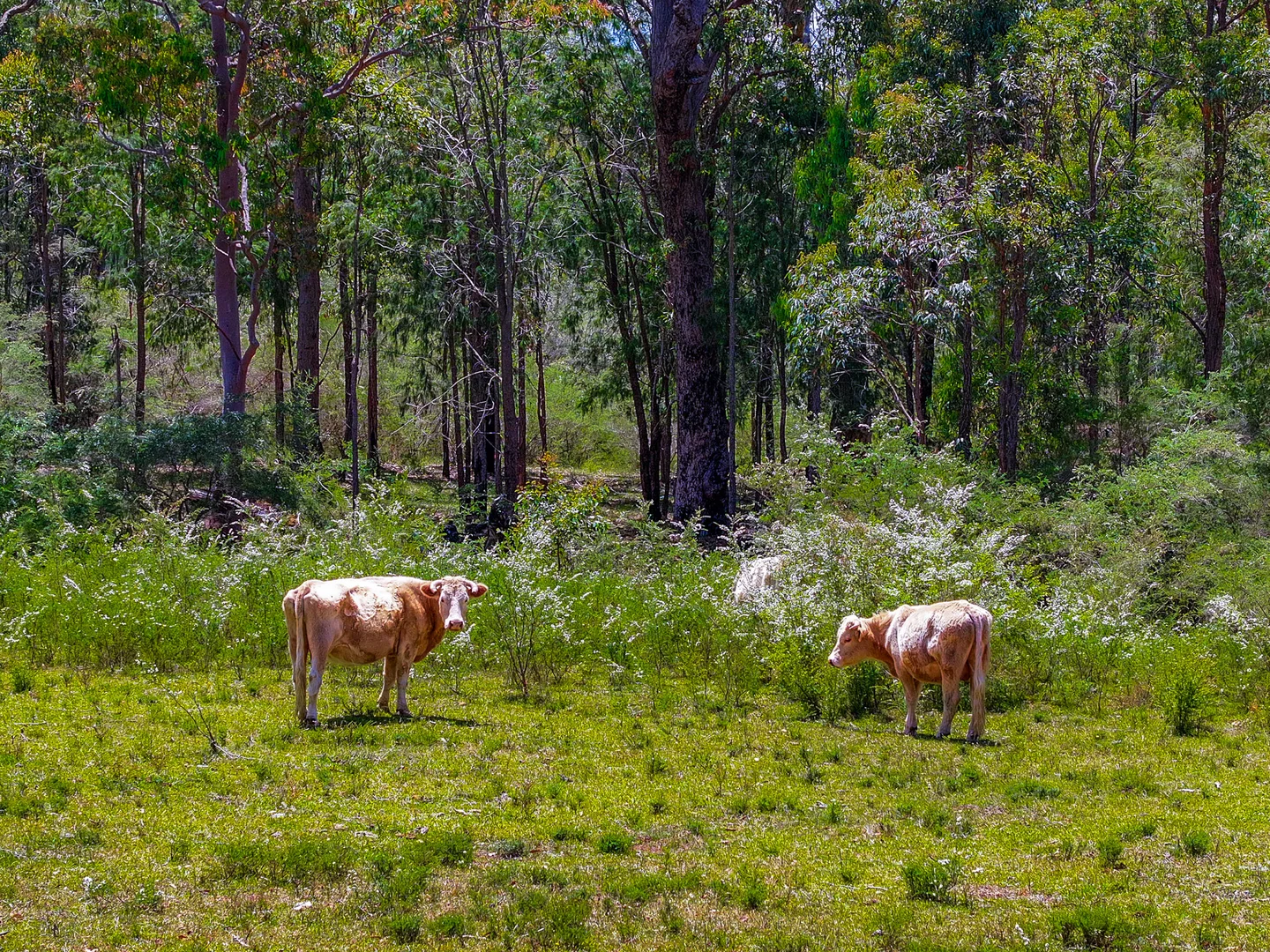 Additional image 16 of 65 Blattman Avenue, Oakdale NSW 2570