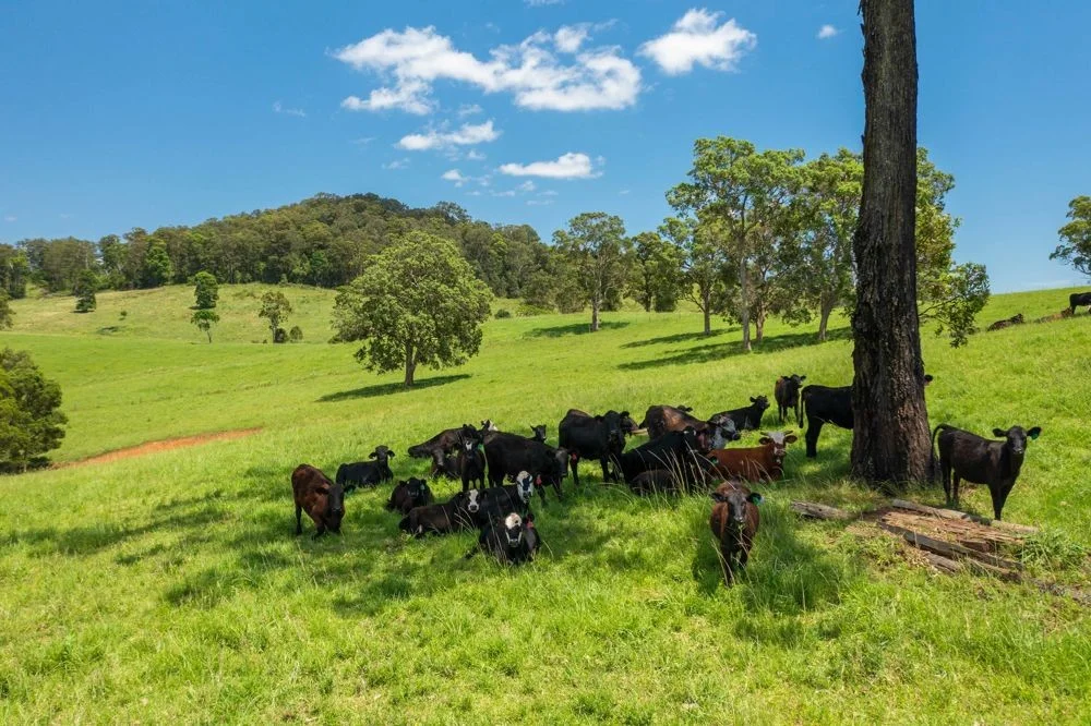 Additional image 30 of 310 Yessabah Road, Yessabah NSW 2440