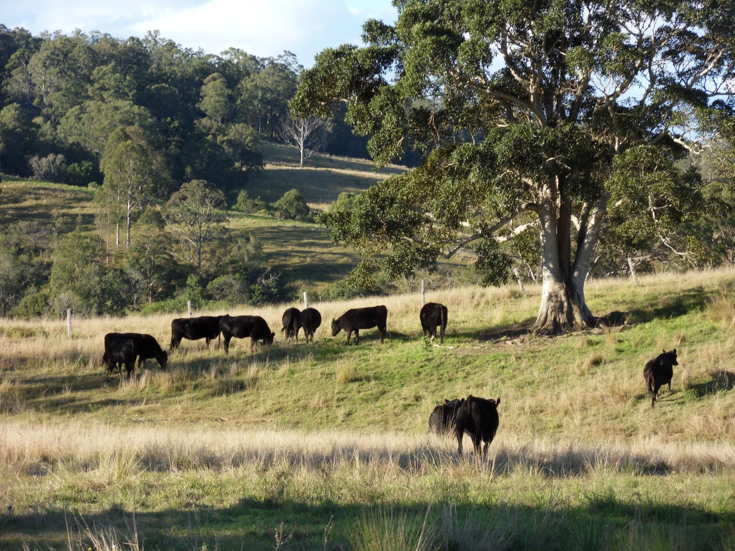 Additional image 9 of 665 Theresa Creek Road, Theresa Creek NSW 2469