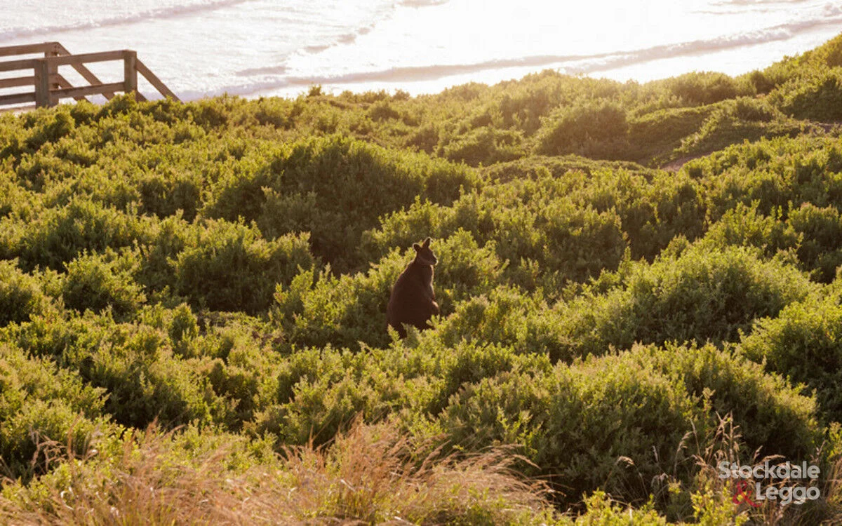 Additional image 10 of 208a The Esplanade, Surf Beach VIC 3922