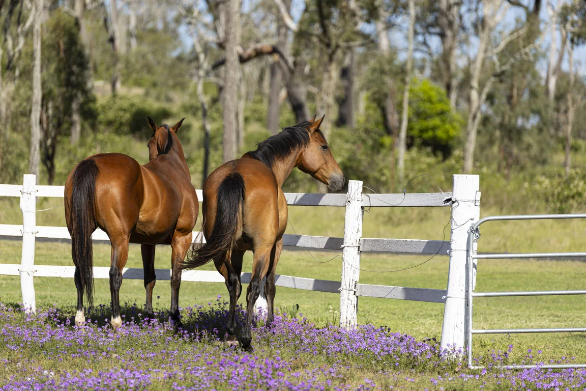 Additional image 2 of 49 Harelmar Road, Southbrook QLD 4363