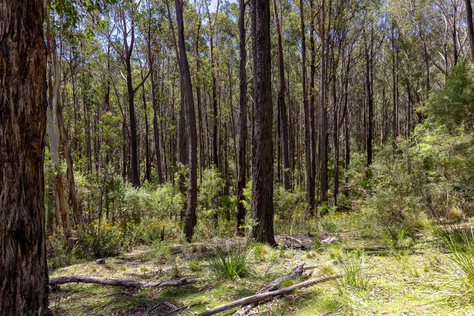 Additional image 12 of 1824 Mount Darragh Road, Wyndham NSW 2550