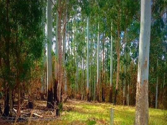 Additional image 25 of 20 Squires Hill Rd, Boolambayte NSW 2423