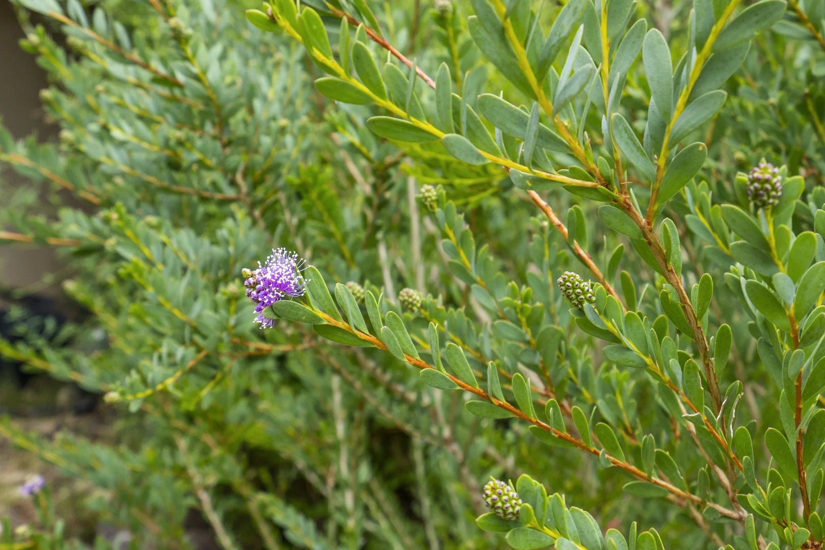 Additional image 34 of 36 Spaulding Street, White Beach TAS 7184