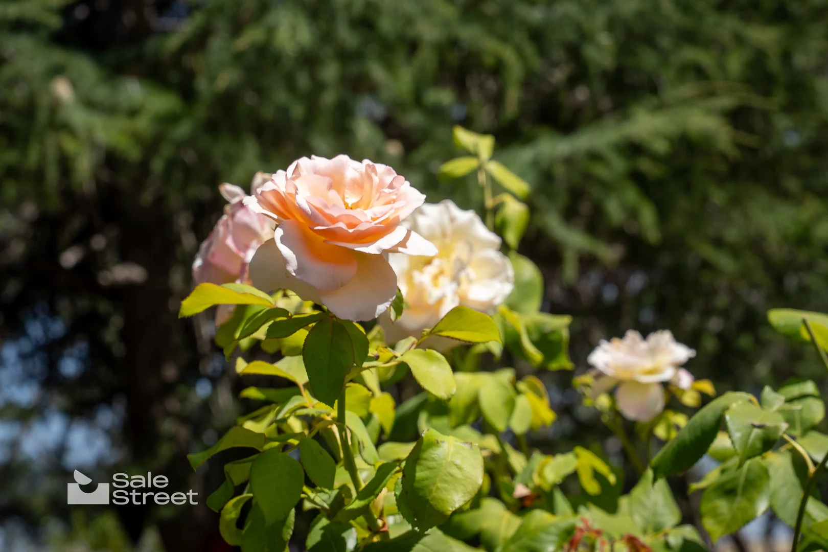 Additional image 19 of 90 Convent Lane, Borenore NSW 2800