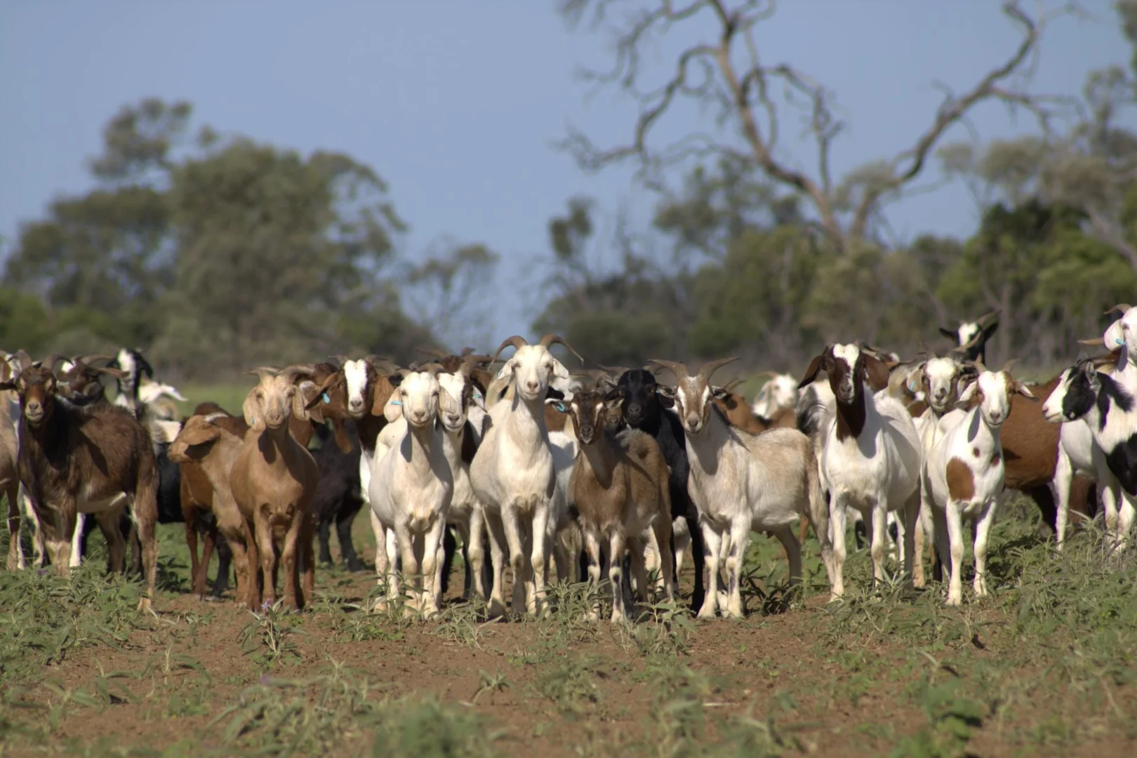 Additional image 23 of 1970 Saltern Creek Road, Barcaldine QLD 4725