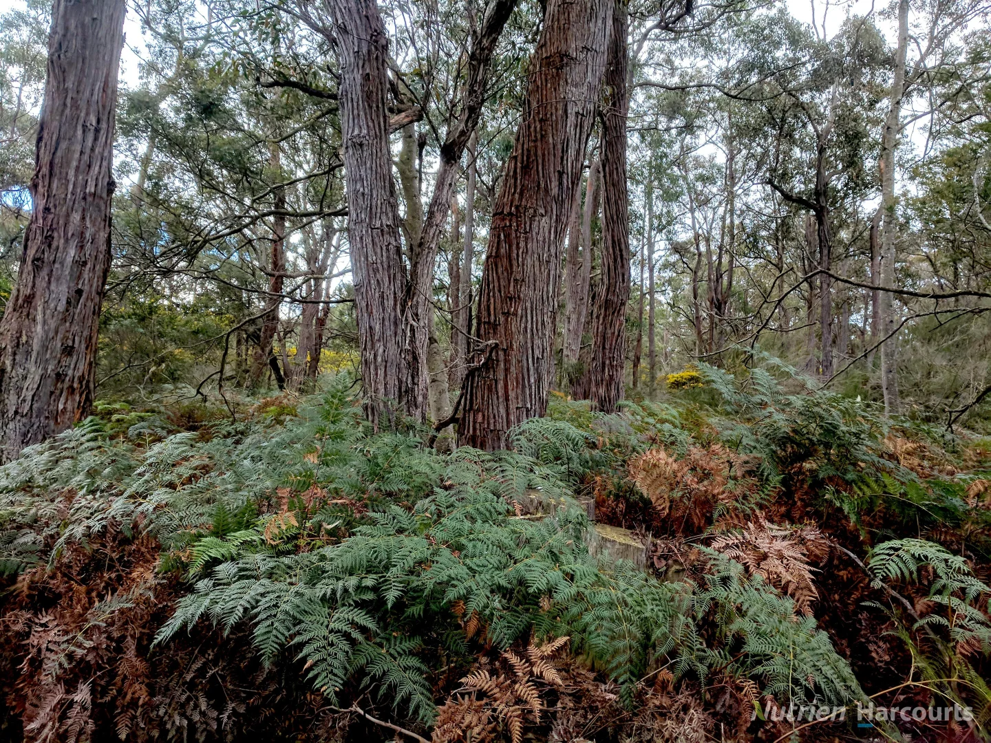 Additional image 5 of . South Gippsland Highway, Woodside VIC 3874