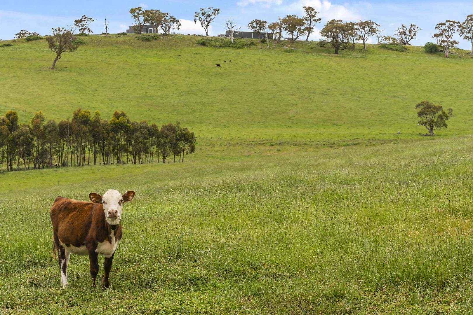 Additional image 22 of 105 Englishs Road, Broadford VIC 3658