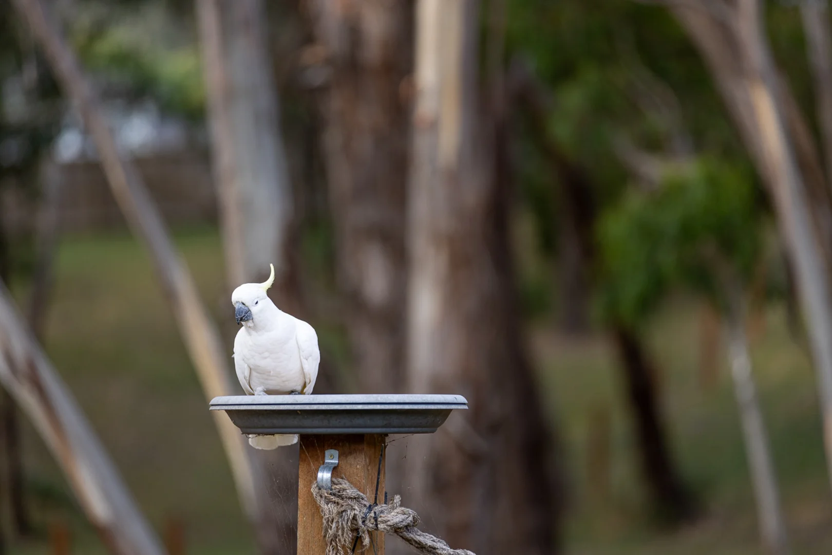 Additional image 23 of 62 Stringybark Drive, Brown Hill VIC 3350