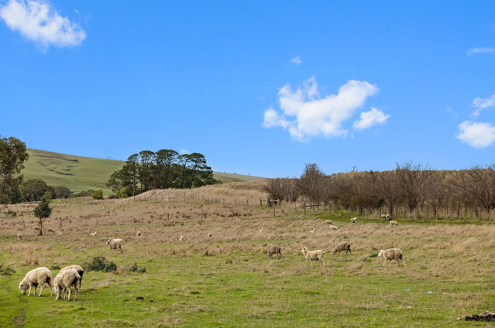 Additional image 13 of 3148 Cavendish-Coleraine Road, Coleraine VIC 3315