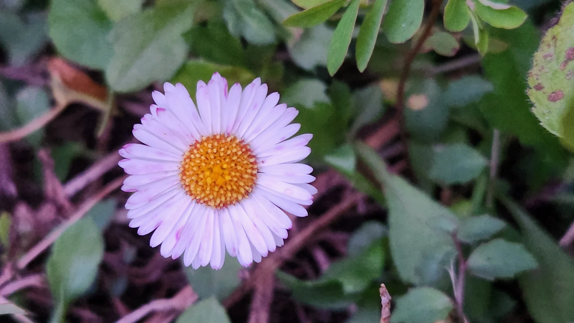 Additional image 7 of 427 Shaws Road, Hollisdale NSW 2446