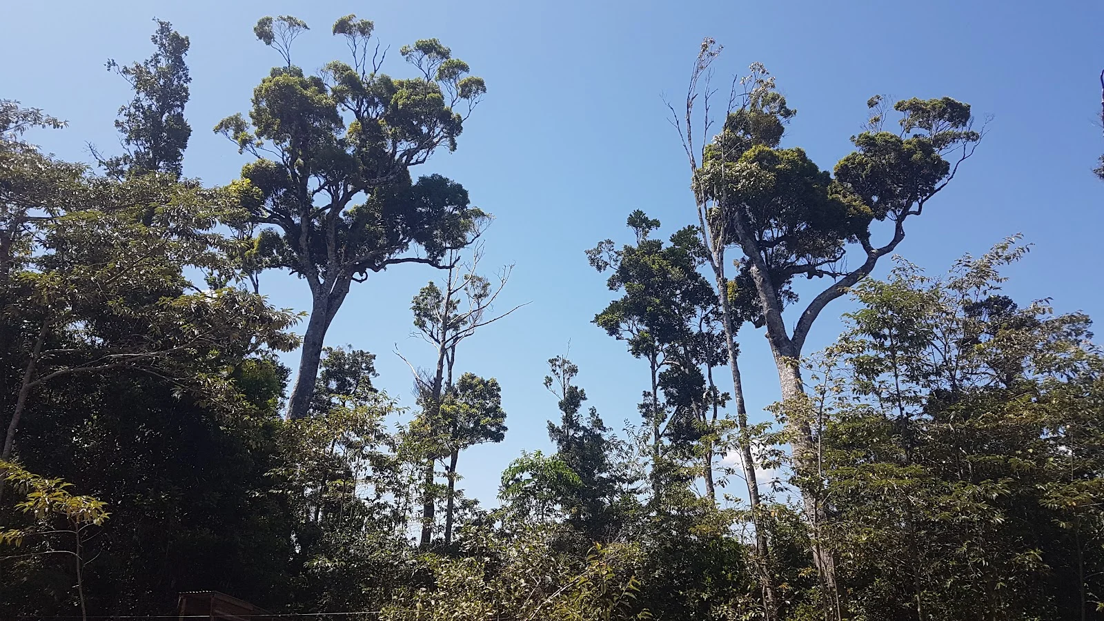 Additional image 10 of Lot 213 Kelly Road, Ellinjaa QLD 4886