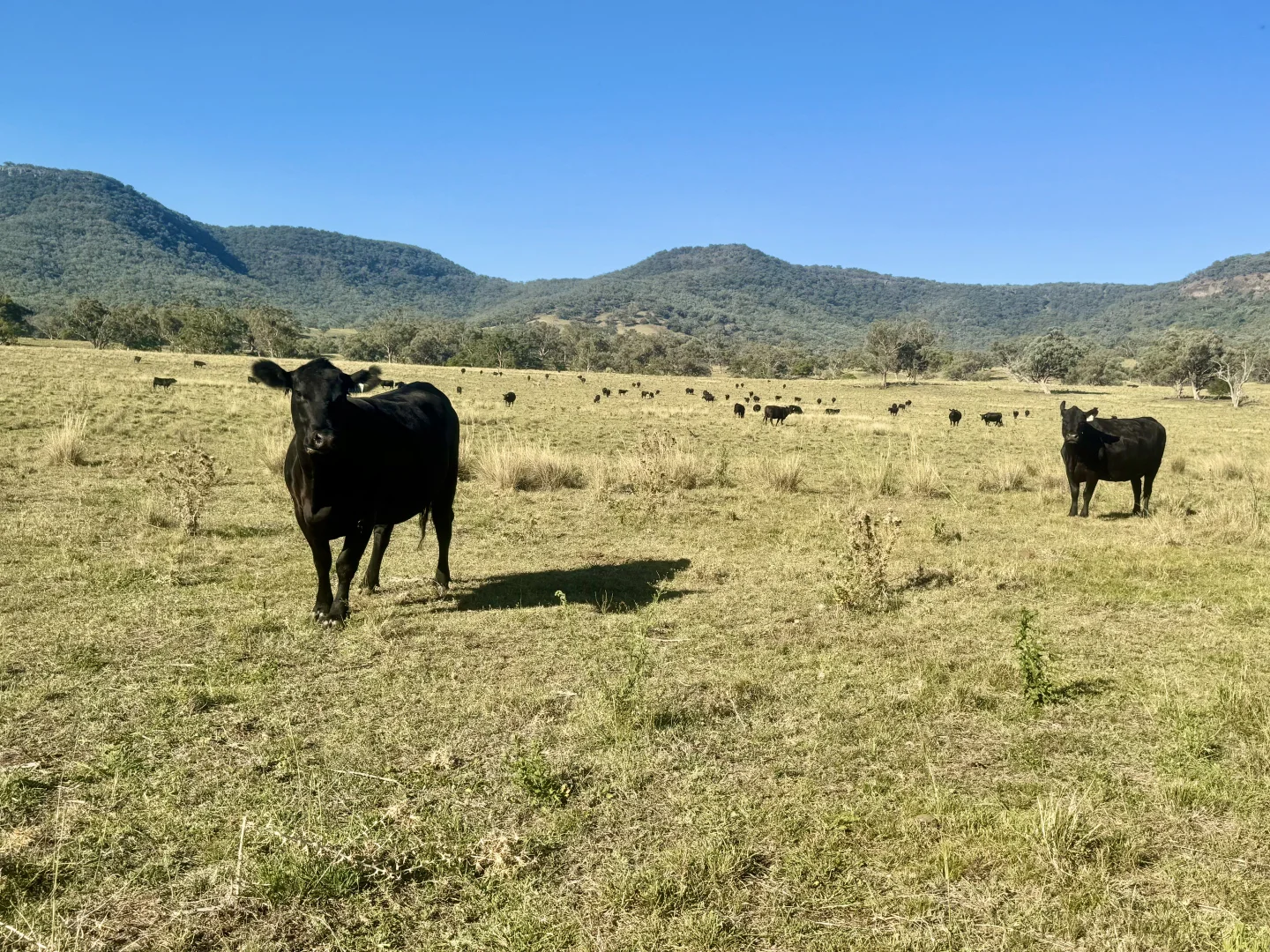 Additional image 10 of "Bindi" 1229 Bundella Creek Road Bundella Via, Quirindi NSW 2343