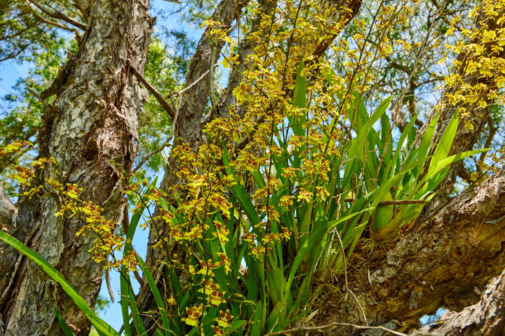 Additional image 19 of 51-53 Alexandra Street, Bulahdelah NSW 2423