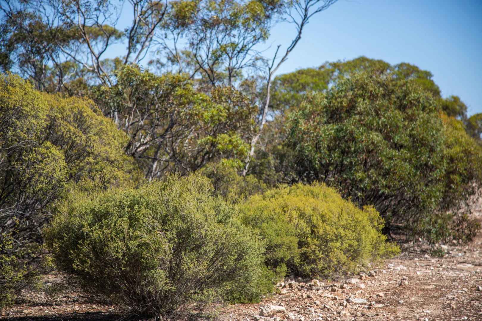 Additional image 10 of Lot 102 Green Road, Ettrick SA 5253