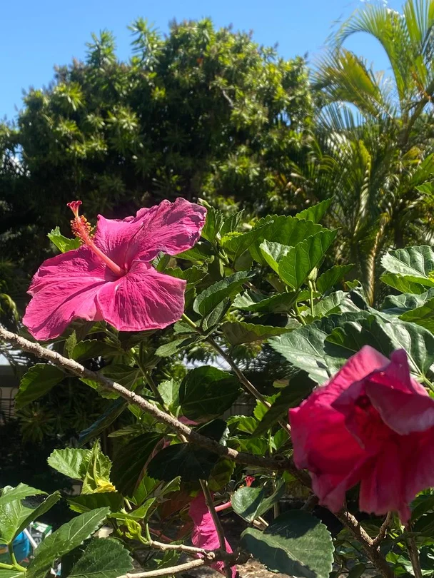 Additional image 4 of 192/61-79 Mandalay Avenue, Nelly Bay QLD 4819