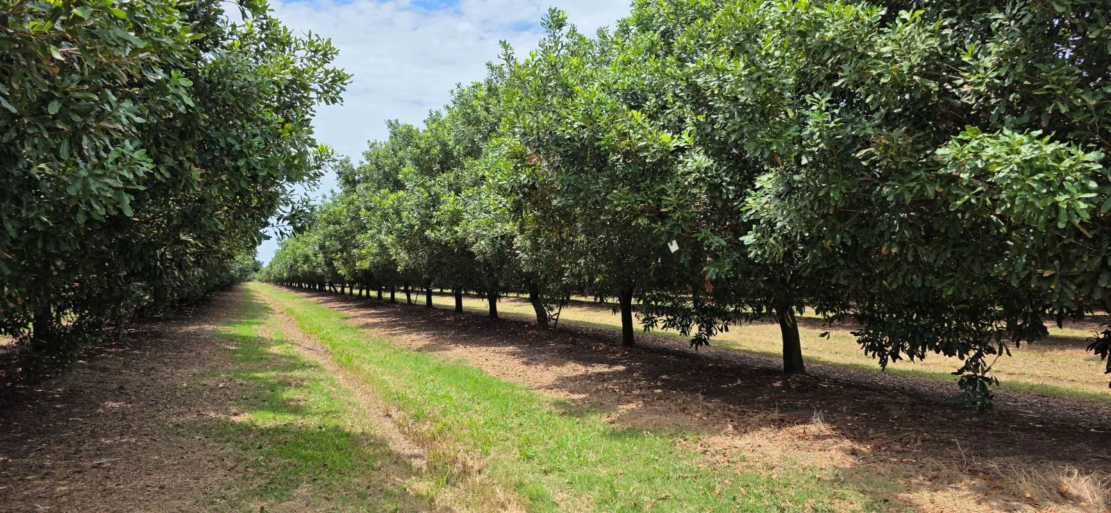 Additional image 10 of Lot 21 Moylans Lane, Empire Vale NSW 2478