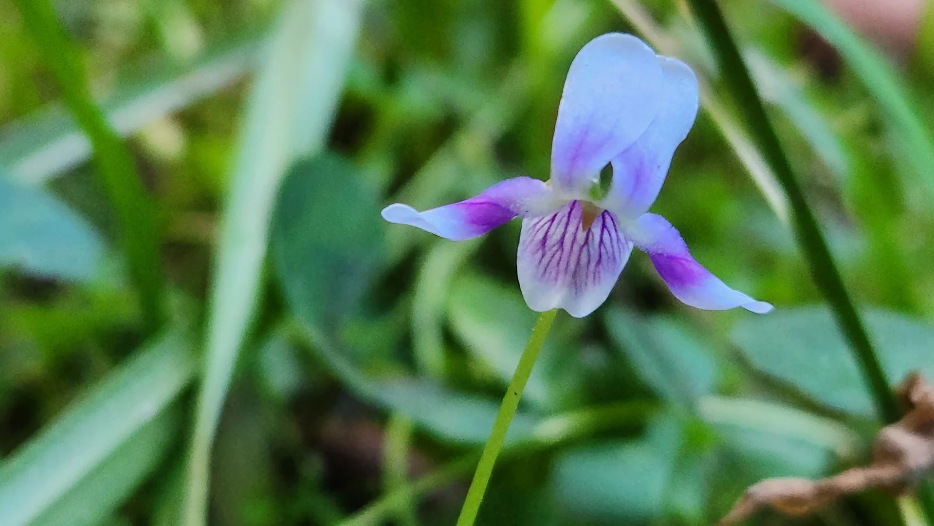 Additional image 6 of 427 Shaws Road, Hollisdale NSW 2446