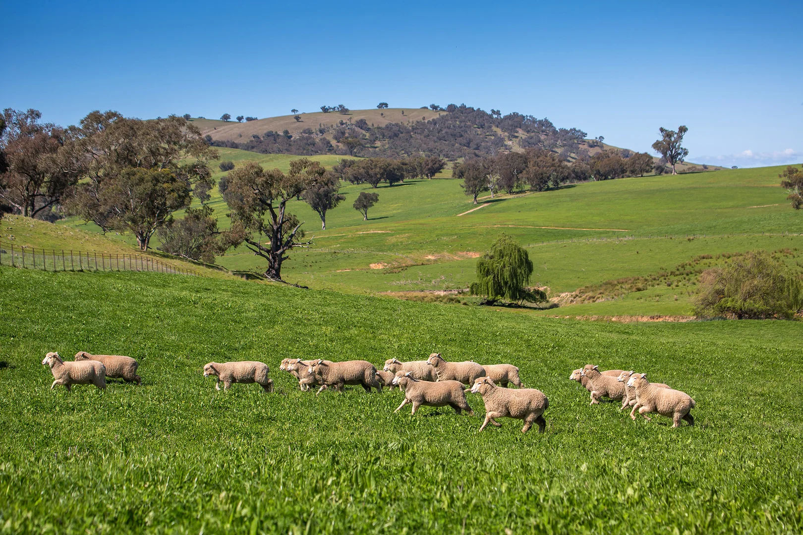 Additional image 8 of Holbrook NSW 2644