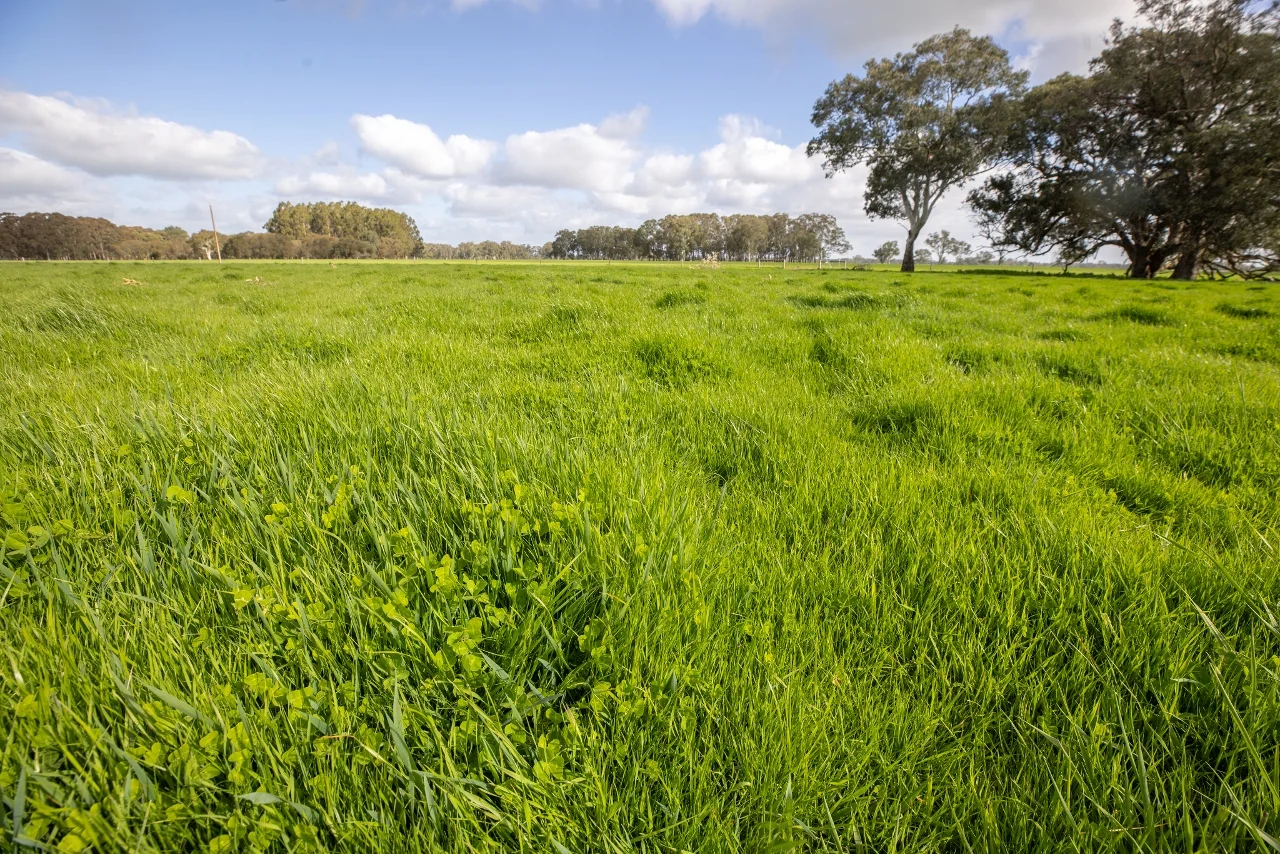 Additional image 14 of 546 Bool Lagoon West Road, Penola SA 5277