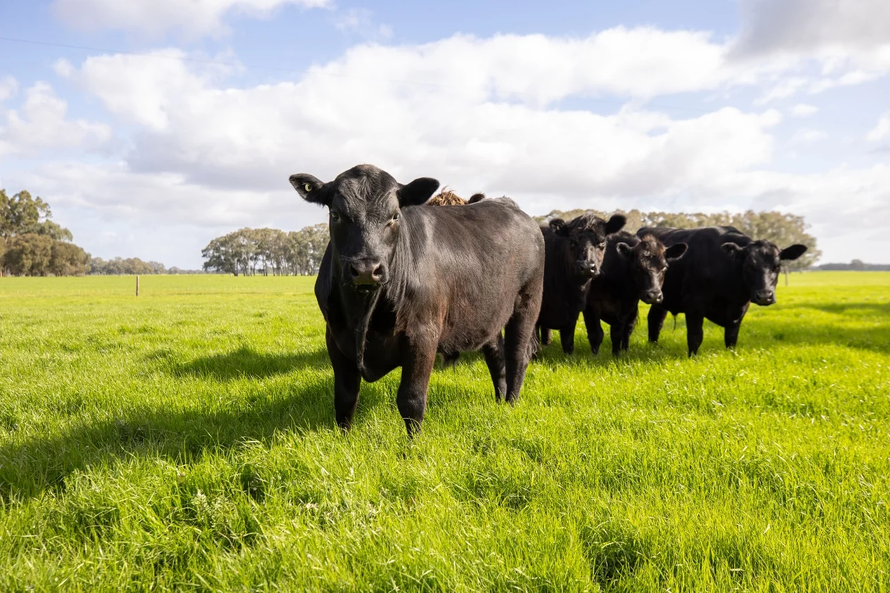 Additional image 3 of 546 Bool Lagoon West Road, Penola SA 5277