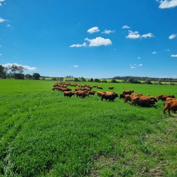 Additional image 2 of Carrington QLD 4883