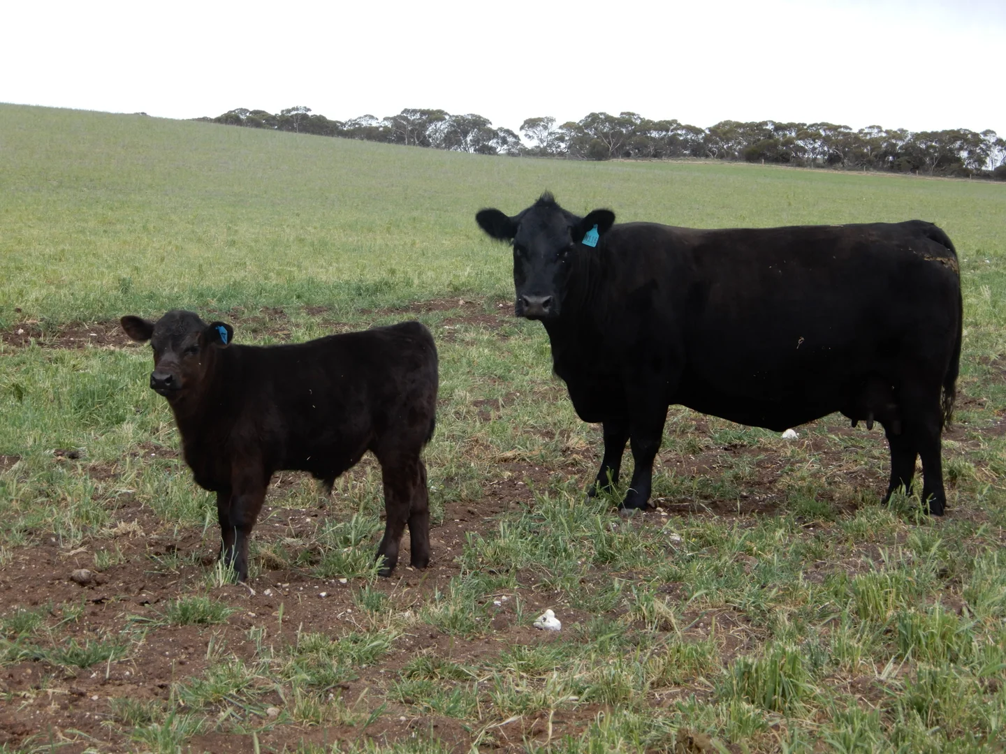 Additional image 3 of 1481 Parrakie North Road, Lameroo SA 5302