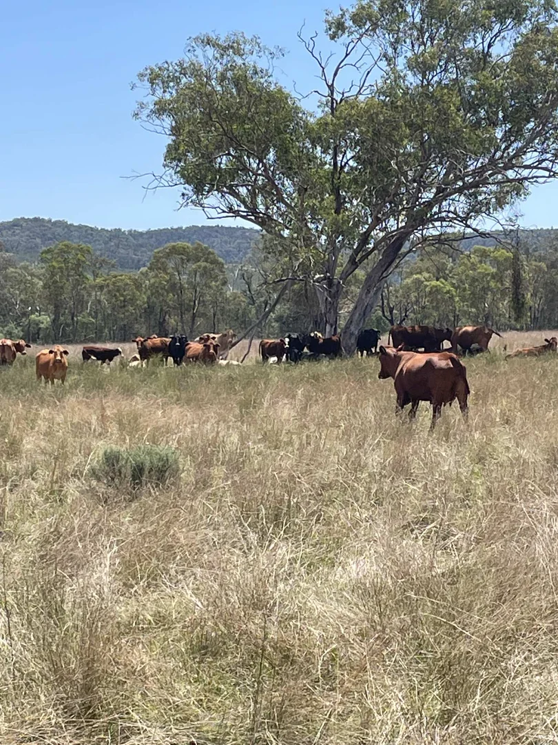 Additional image 23 of Lot 9 Silver Spur Redgate Road, Silver Spur QLD 4385