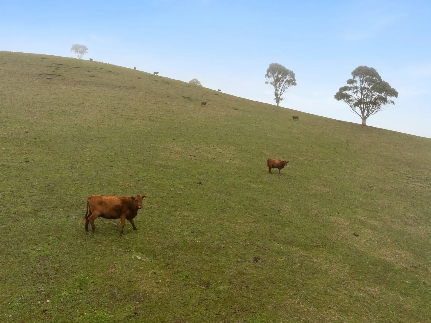 Additional image 13 of Red Gap Road/Fagans Lane, Goldie VIC 3435