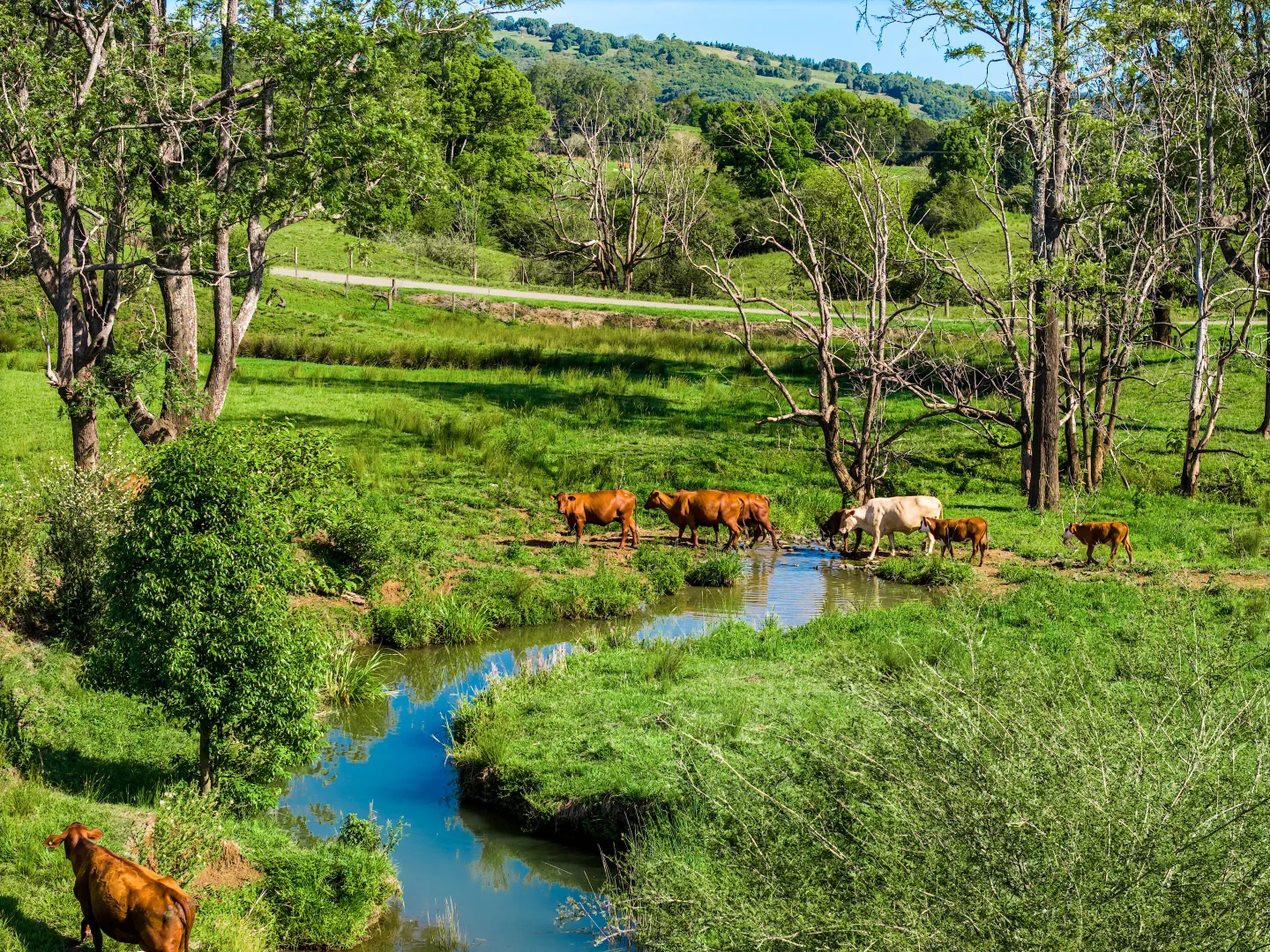 Additional image 43 of 952 Pinchin Road, The Channon NSW 2480