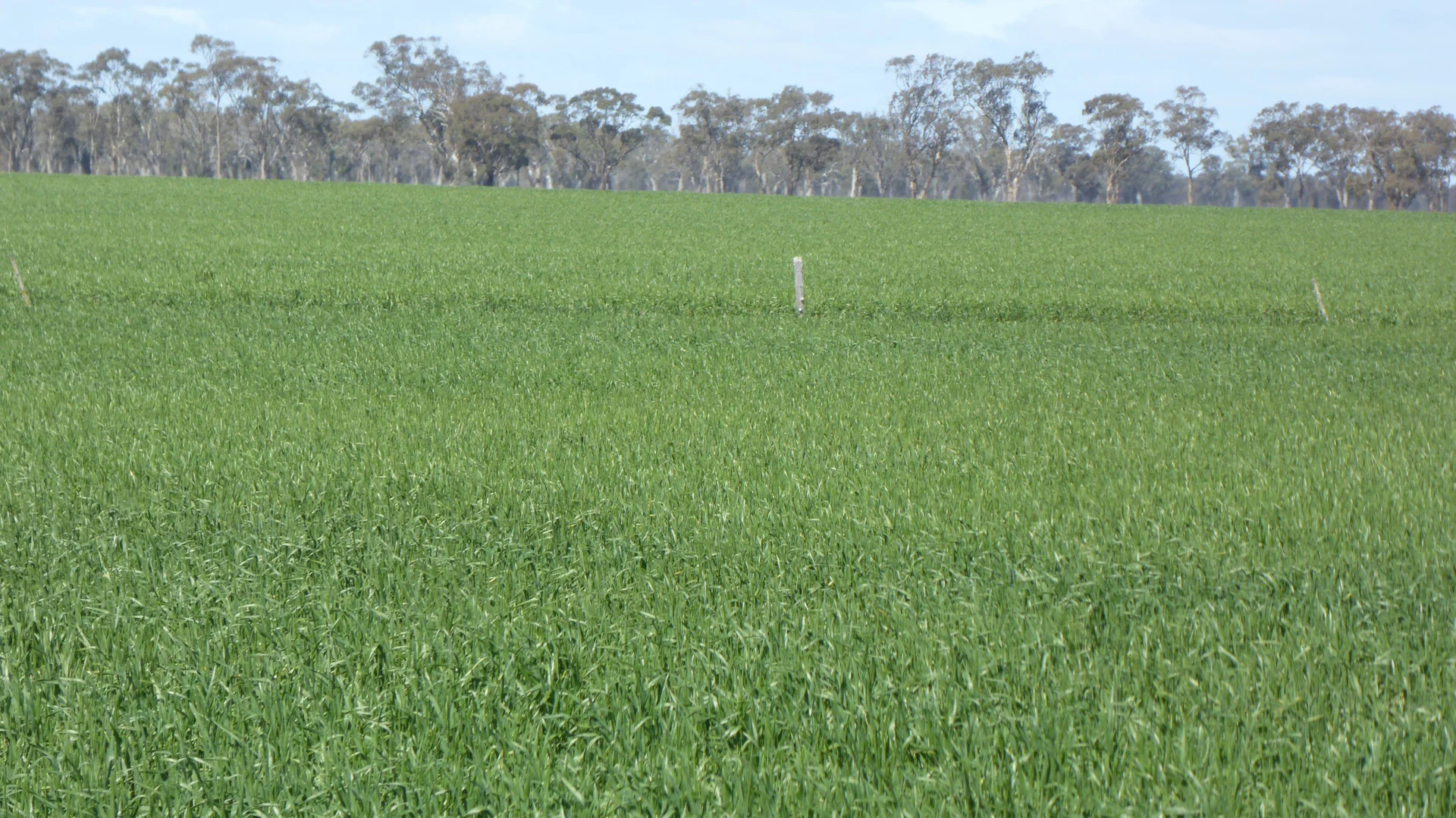 Additional image 7 of 139 Packer Road, Bordertown South SA 5268