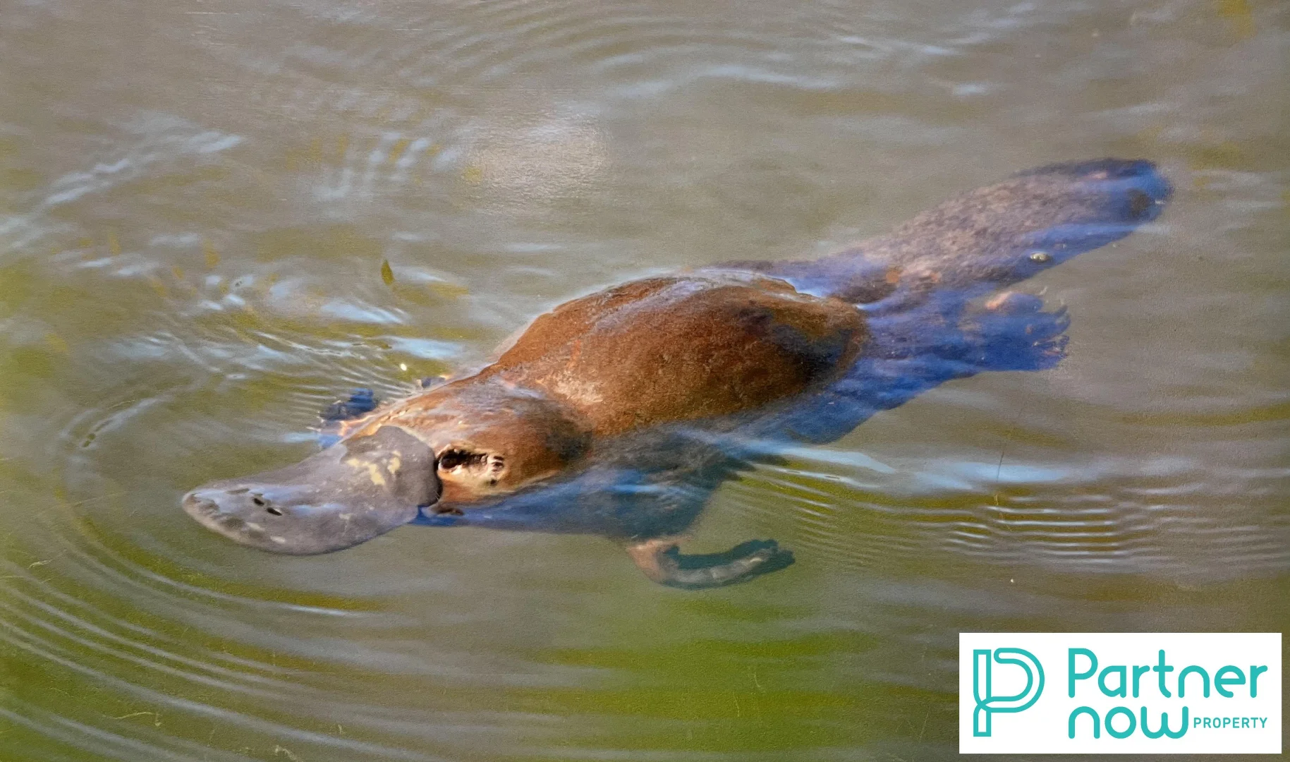 Additional image 15 of 156-158 Caroline Street, Bendemeer NSW 2355