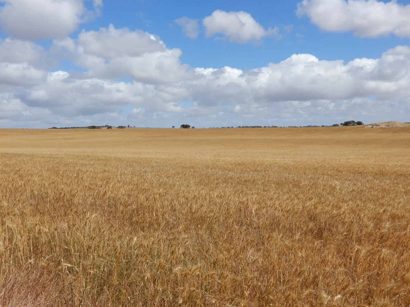 Additional image 13 of 33 Lutze Road, Coonalpyn SA 5265