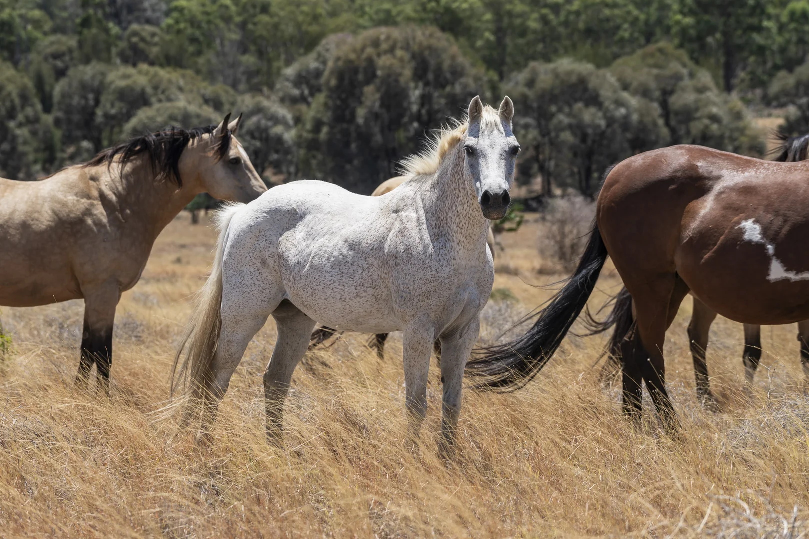 Additional image 11 of 120 Mabbet Road, Millmerran QLD 4357
