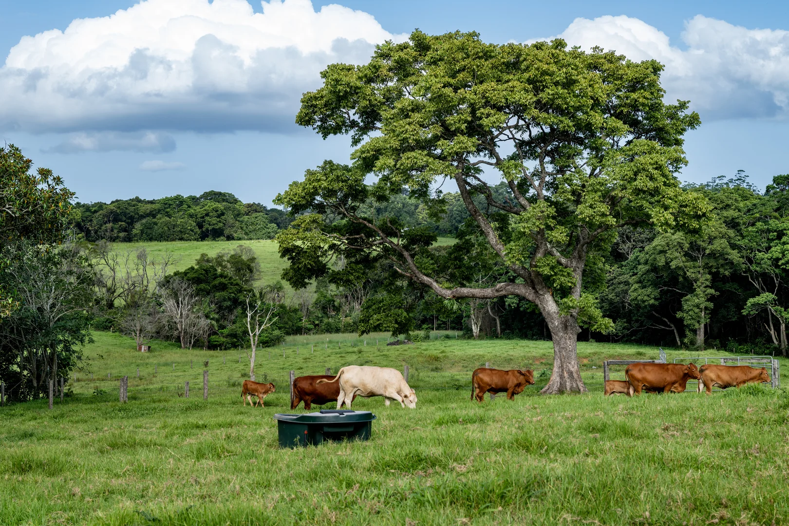 Additional image 36 of 491 Maleny-Stanley River Road, Wootha QLD 4552