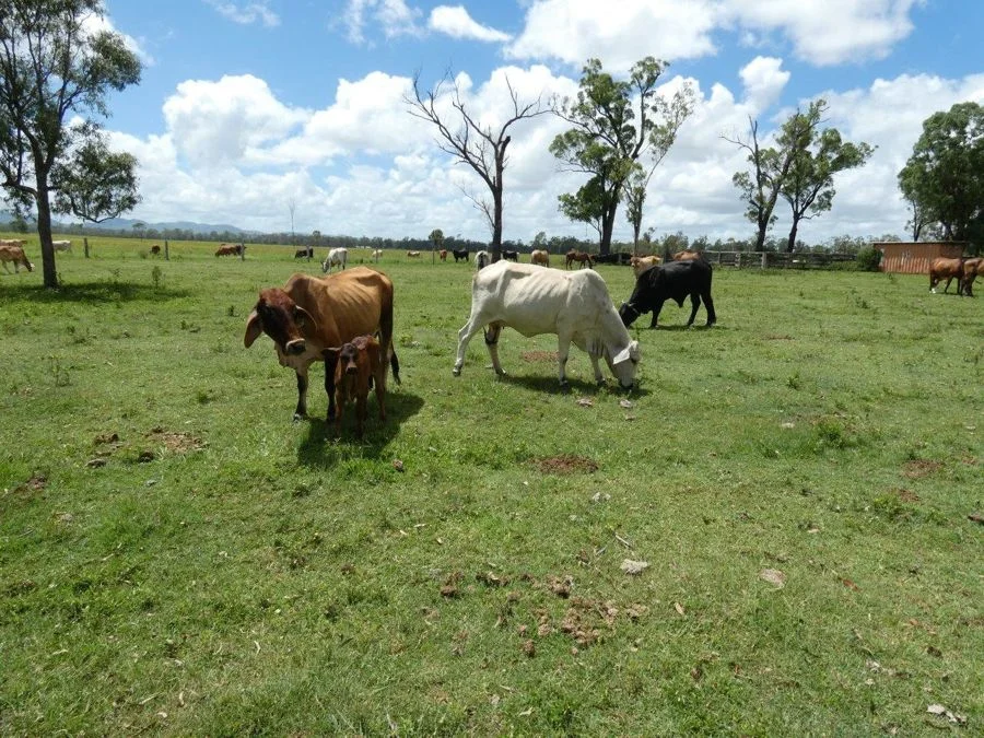 Additional image 16 of 277 Bushlands Road, Bororen QLD 4678
