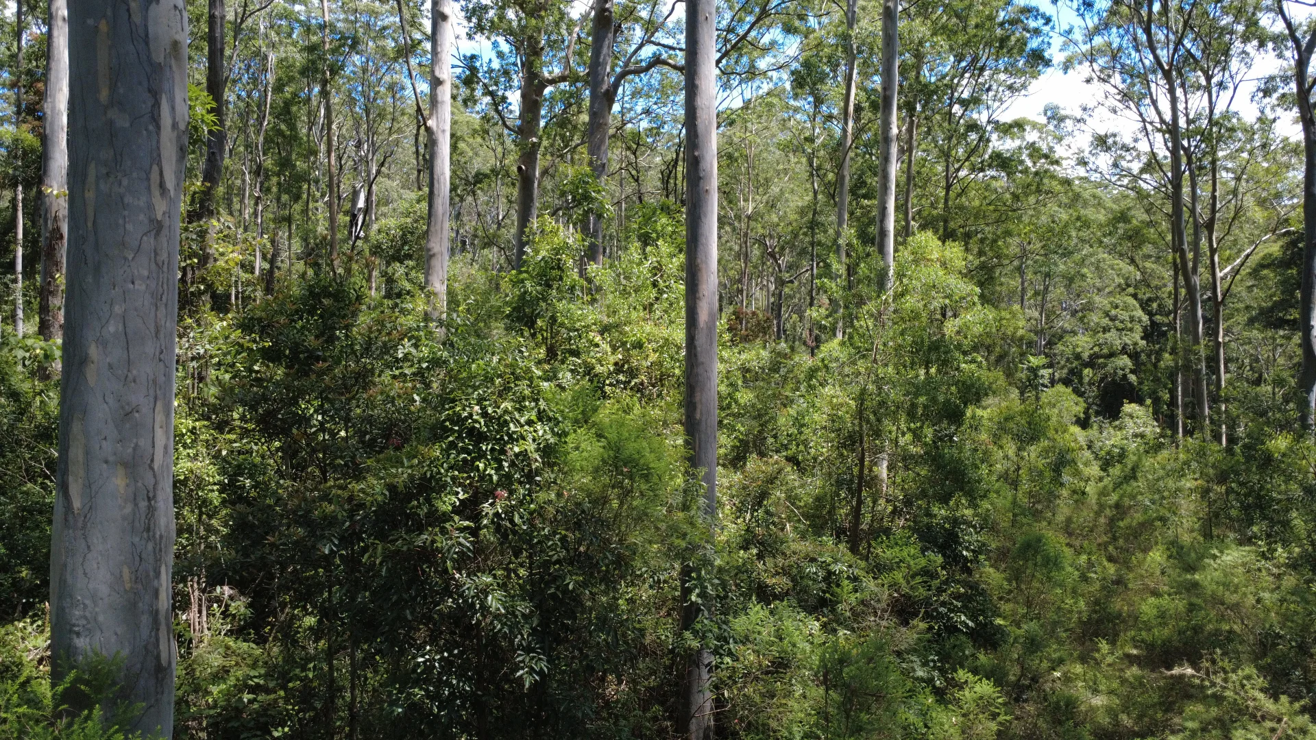 Additional image 7 of Baxters Ridge Road, Gloucester NSW 2422
