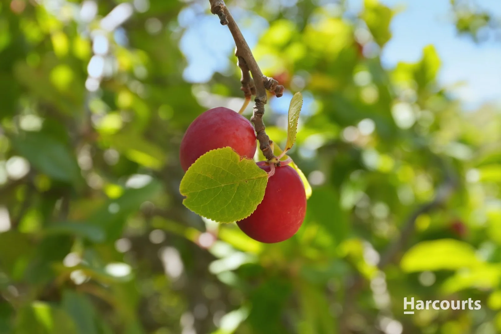 Additional image 31 of 1 Agnes Street, Triabunna TAS 7190