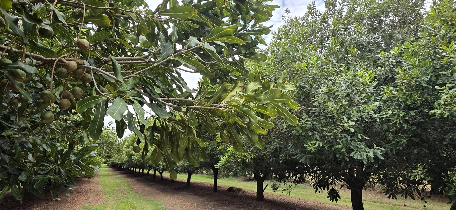 Additional image 3 of Lot 21 Moylans Lane, Empire Vale NSW 2478