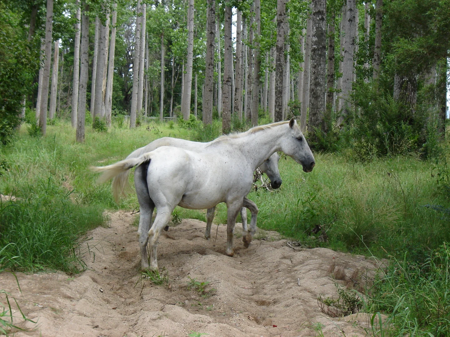 Additional image 19 of 1554 & 1598 Rollands Plains Road, Rollands Plains NSW 2441