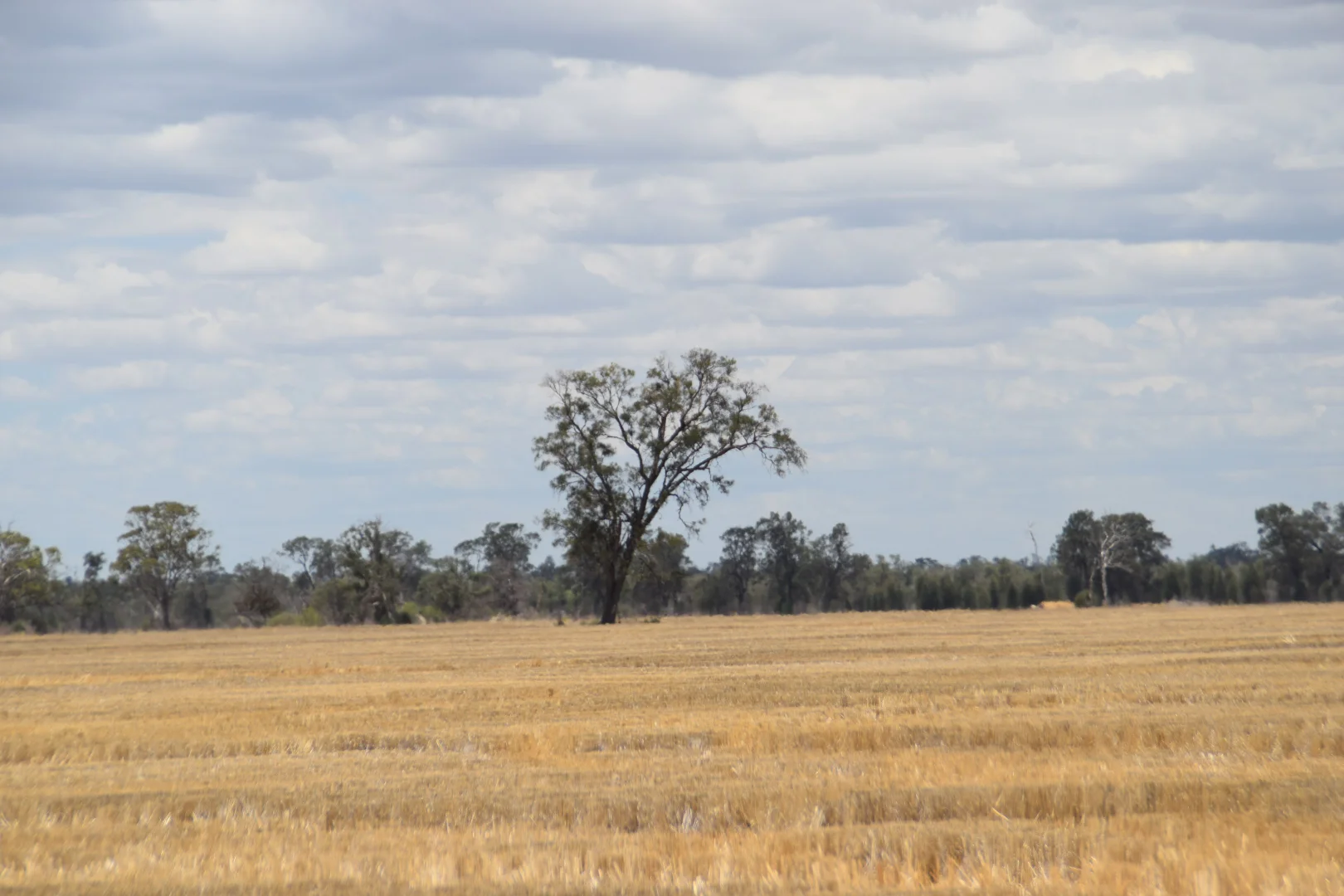 Additional image 29 of 'The Pines' 211 Dicks Camp Road, Collie NSW 2827