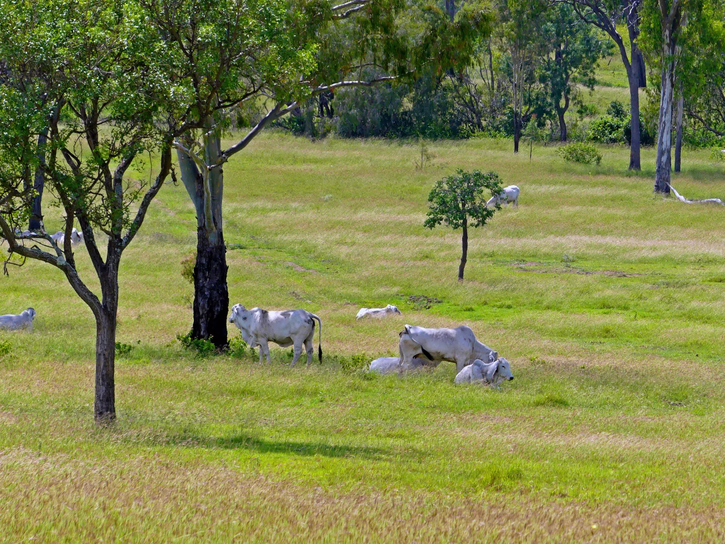 Additional image 2 of "Jacques " 0 Cunningham Road,, Nine Mile QLD 4702