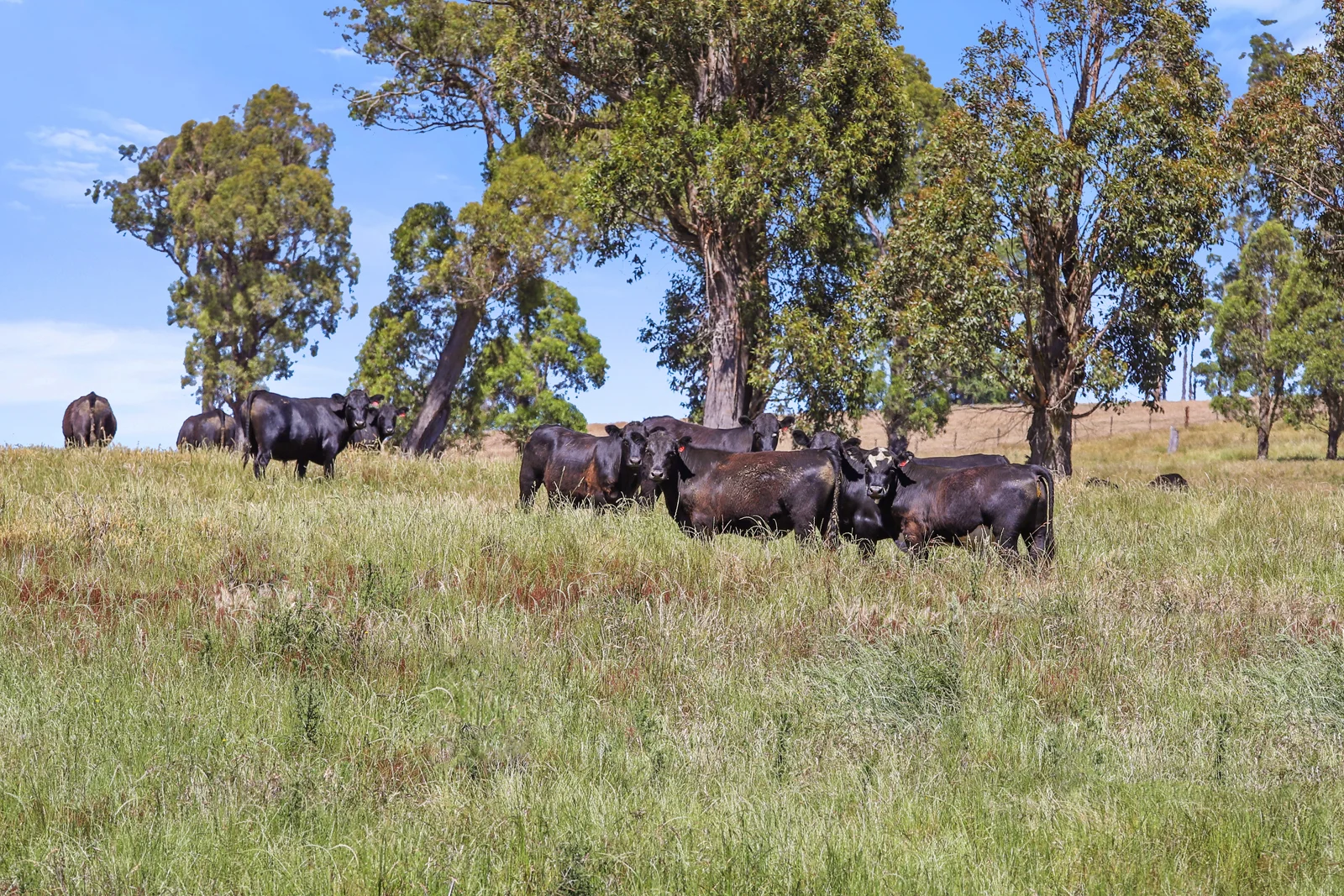 Additional image 5 of "Arawa" 2388 Campfire Road, Walcha NSW 2354