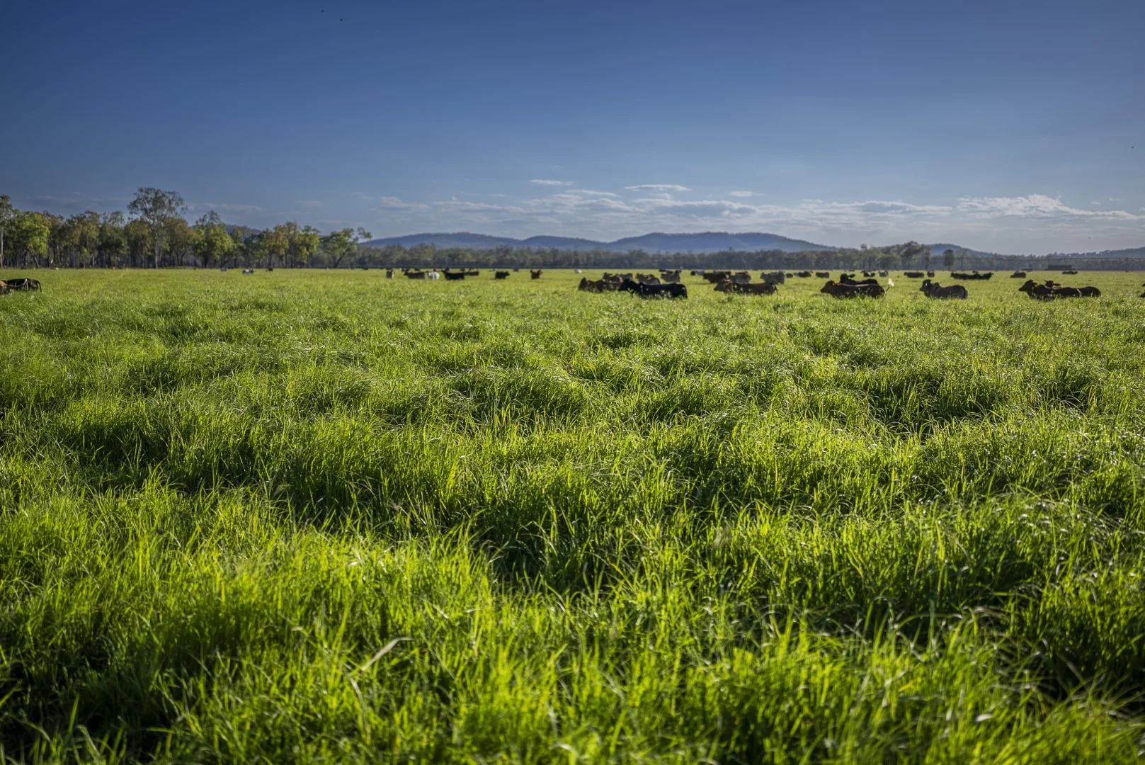 Additional image 13 of 620 Herbert River Road, Innot Hot Springs QLD 4872