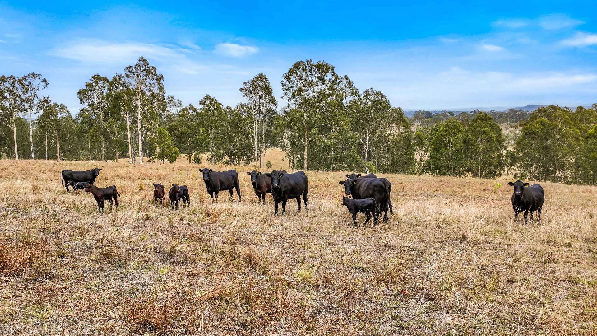Additional image 7 of 190 Beggary Creek Road, Muscle Creek NSW 2333
