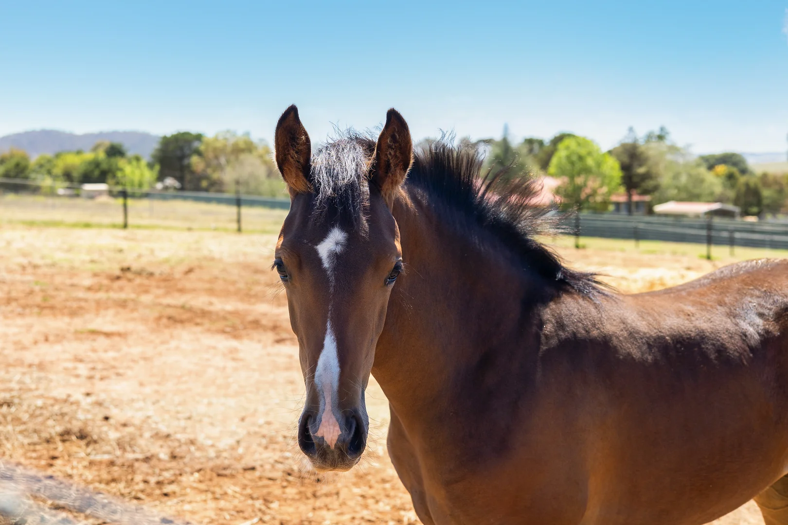 Additional image 22 of 12 Jindalee Street, Berridale NSW 2628