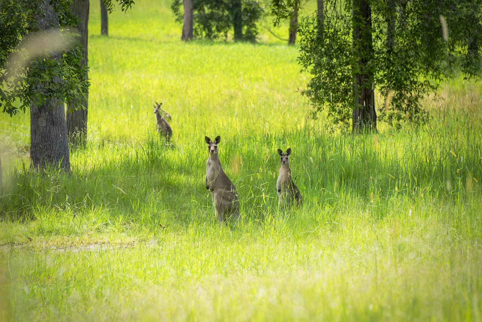 Additional image 33 of 240 Keefton Road, Woondum QLD 4570